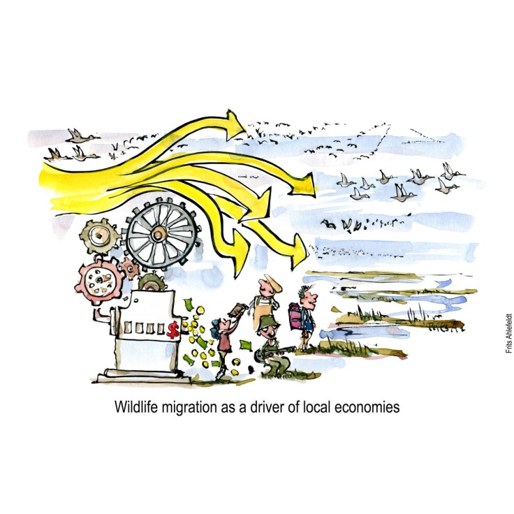 Drawing of a money machine driven by migrating birds. Biodiversity illustration by Frits Ahlefeldt - Drawn journalism